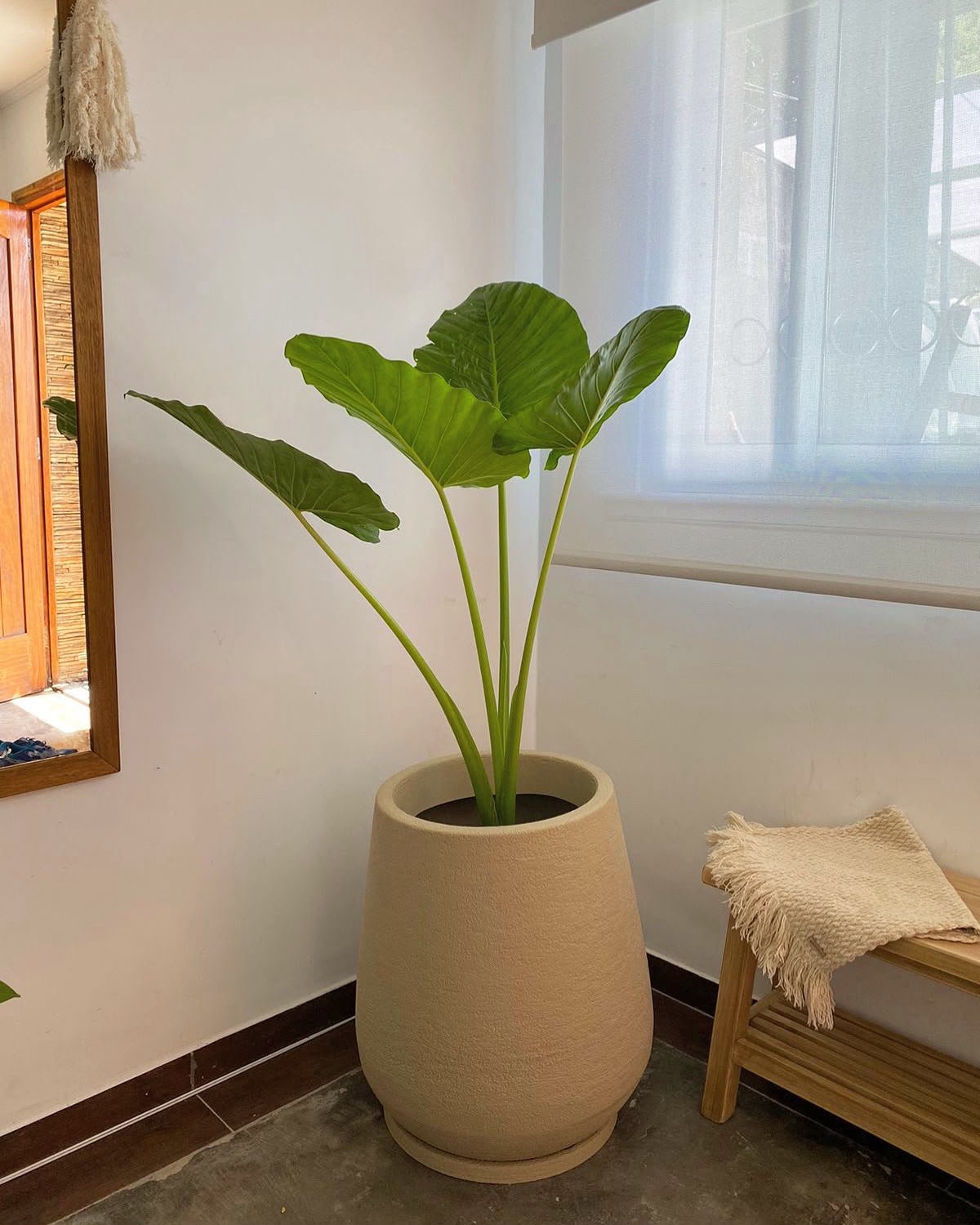 Venta de Plantas de Interior y Exterior